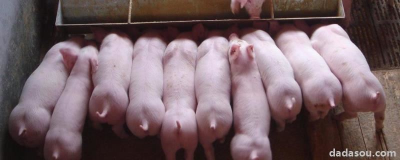 养猪的周期是多长时间，藏香猪最大有多少公斤