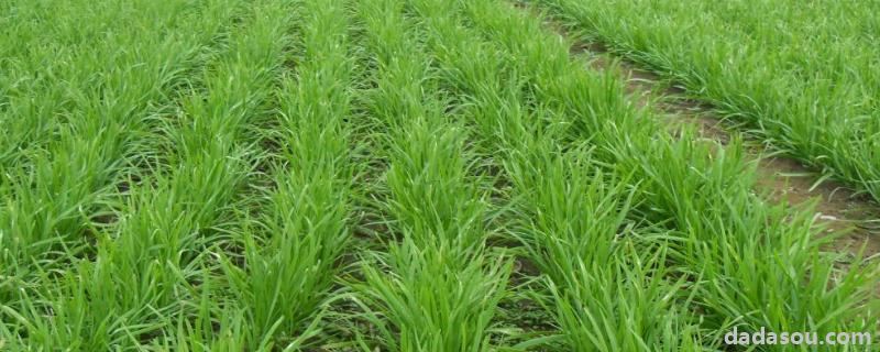韭菜的<a href=https://www.dadasou.com/ny/zhongzhi/ target=_blank class=infotextkey>种植</a>方法和时间,附种植的注意事项