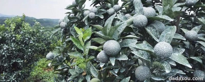 涂白剂配方,涂白剂的作用是什么