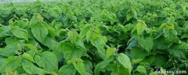 蛋白桑每亩地成本多少,蛋白桑每亩种多少棵