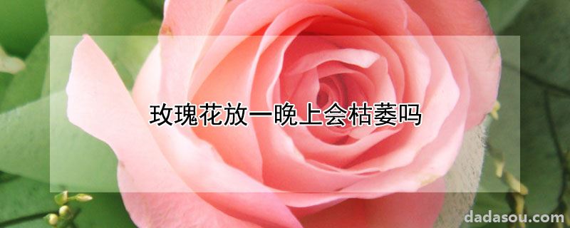 玫瑰花放一晚上会枯萎吗