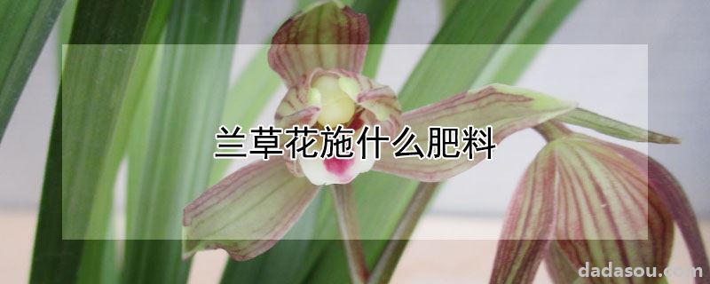 兰草花施什么肥料