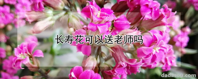 长寿花能送给老师吗（长寿花可以送老师吗）