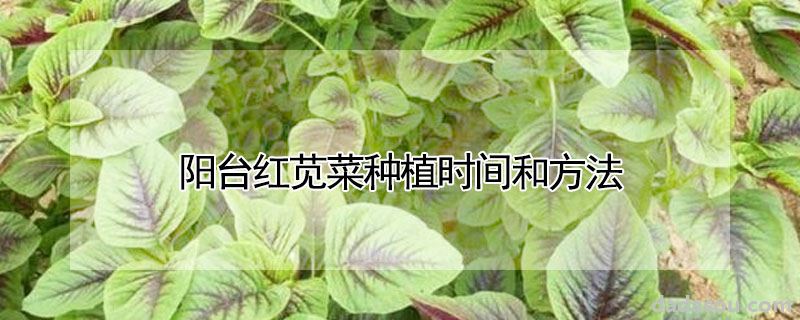 阳台红苋菜种植时间和方法