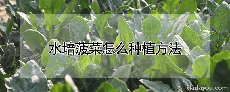 水培菠菜怎么种植方法