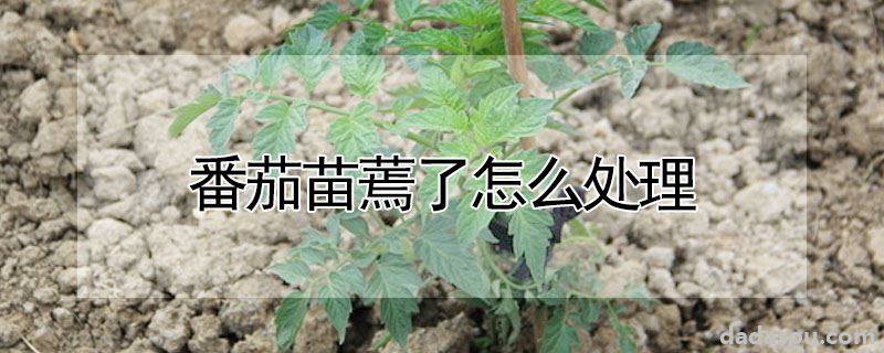 番茄苗蔫了怎么处理