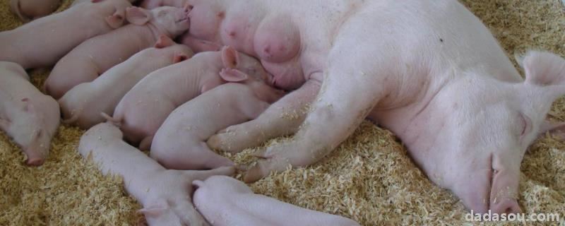 母猪不发情怎么调理，哺乳母猪不吃食怎么办
