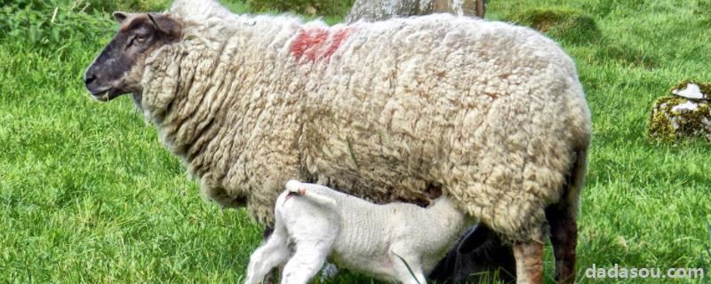 羊难产最简单的方法宫口不开，羊胎衣下来就生完了吗