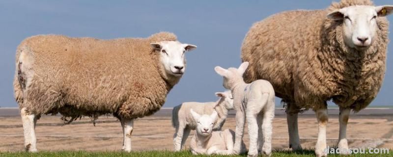 母羊难产生不出来怎么办，母羊不认小羊羔怎么办