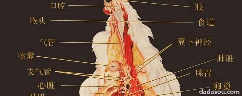 鸡的内脏结构图和名称，鸡怎么开膛破肚掏内脏