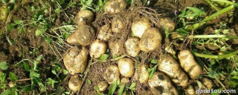 土豆用什么肥料高产,土豆怎么<a href=https://www.dadasou.com/ny/zhongzhi/ target=_blank class=infotextkey>种植</a>