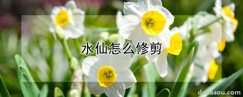 水仙怎么修剪