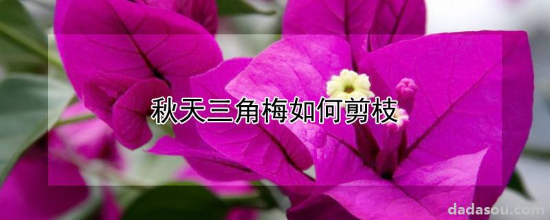 秋天三角梅如何剪枝