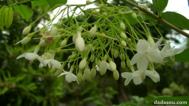 水梅花怎样浇水