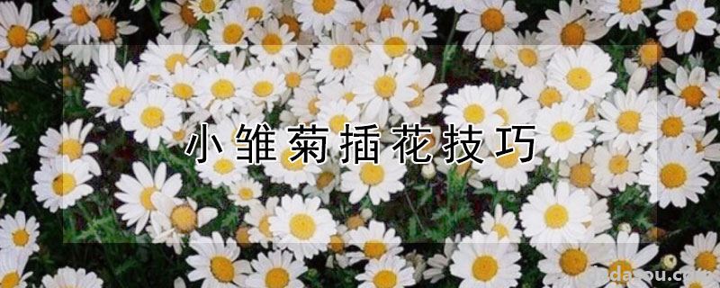 小雏菊插花技巧