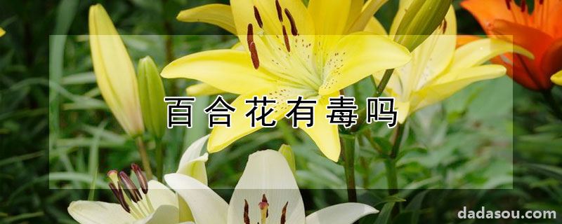 百合花有毒吗