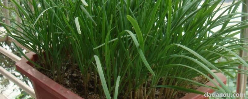 韭菜盆的<a href=https://www.dadasou.com/ny/zhongzhi/ target=_blank class=infotextkey>种植</a>方法和时间,用什么盆子比较好