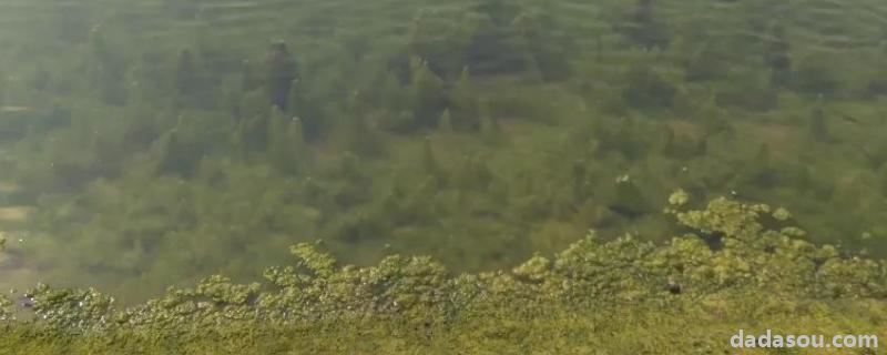 池塘青苔多怎么处理,池塘青苔是怎么形成的