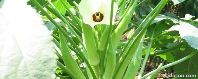 黄秋葵露地直播栽培<a href=https://www.dadasou.com/news/142649.html target=_blank class=infotextkey>技术</a>,几月份<a href=https://www.dadasou.com/ny/zhongzhi/ target=_blank class=infotextkey>种植</a>合适