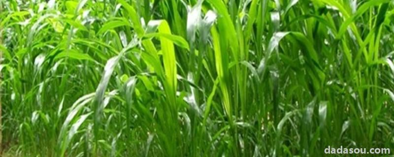 高丹草是多年生还是一年生牧草,高丹草怎样<a href=https://www.dadasou.com/ny/zhongzhi/ target=_blank class=infotextkey>种植</a>