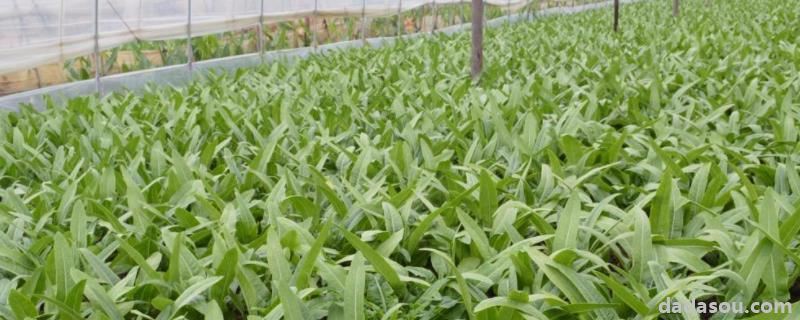 油麦菜大棚<a href=https://www.dadasou.com/ny/zhongzhi/ target=_blank class=infotextkey>种植</a><a href=https://www.dadasou.com/news/142649.html target=_blank class=infotextkey>技术</a>,温度多少合适