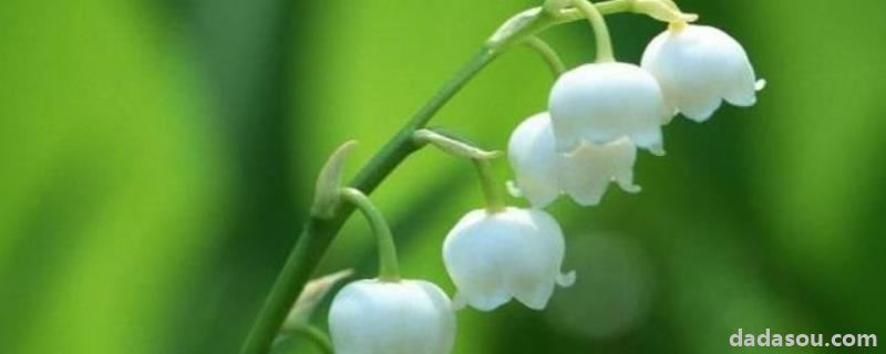 玲兰花<a href=https://www.dadasou.com/ny/zhongzhi/ target=_blank class=infotextkey>种植</a>方法和时间,一般是什么季节开花