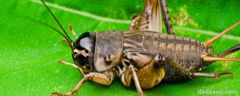 红头蟋蟀的品质，蟋蟀是益虫还是害虫