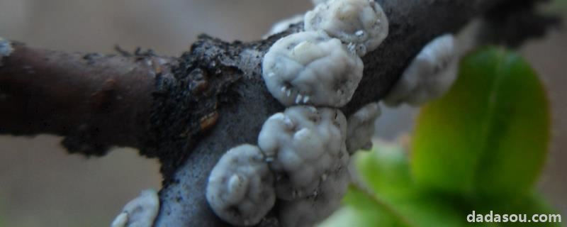 蚧壳虫怎样才能彻底消灭,是什么原因导致的