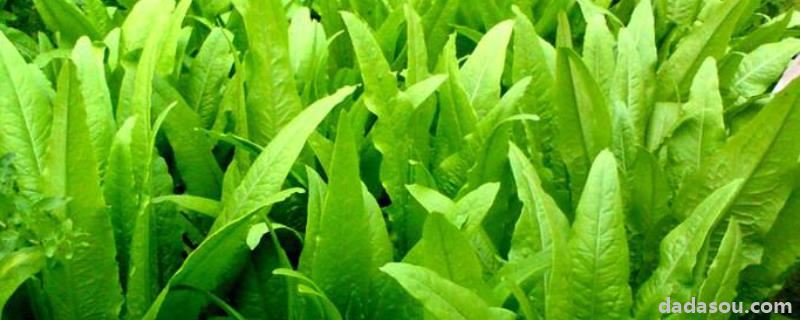 油麦菜播种时间和方法,播种几天能发芽
