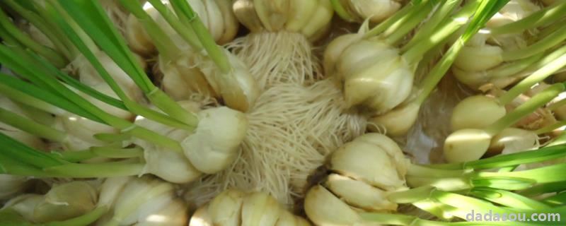 大蒜无土<a href=https://www.dadasou.com/ny/zhongzhi/ target=_blank class=infotextkey>种植</a>方法,附冬季管理栽培<a href=https://www.dadasou.com/news/142649.html target=_blank class=infotextkey>技术</a>