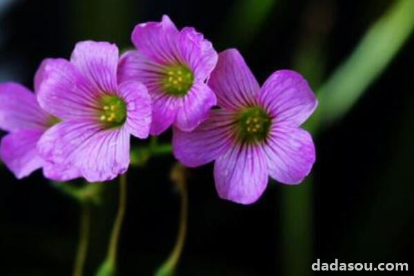 酢浆草发芽了怎么种