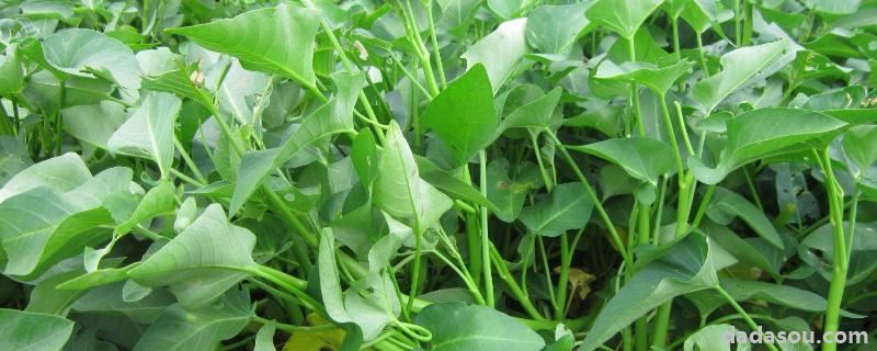 空心菜冬季大棚<a href=https://www.dadasou.com/ny/zhongzhi/ target=_blank class=infotextkey>种植</a><a href=https://www.dadasou.com/news/142649.html target=_blank class=infotextkey>技术</a>,如何给大棚增温