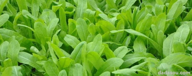 油麦菜高产栽培<a href=https://www.dadasou.com/news/142649.html target=_blank class=infotextkey>技术</a>,附栽培时间