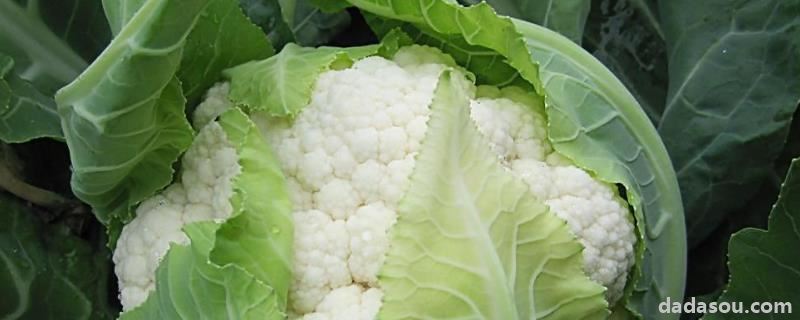 花椰菜<a href=https://www.dadasou.com/ny/zhongzhi/ target=_blank class=infotextkey>种植</a>时间及高产栽培<a href=https://www.dadasou.com/news/142649.html target=_blank class=infotextkey>技术</a>,种植间距多少合适