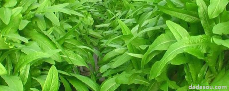 油麦菜菜<a href=https://www.dadasou.com/ny/zhongzhi/ target=_blank class=infotextkey>种植</a>时间和方法,附管理办法