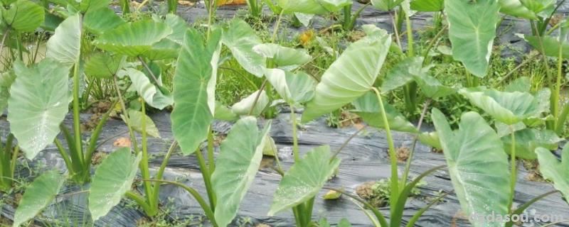 芋头盆景的<a href=https://www.dadasou.com/ny/zhongzhi/ target=_blank class=infotextkey>种植</a>方法,什么时候种植合适