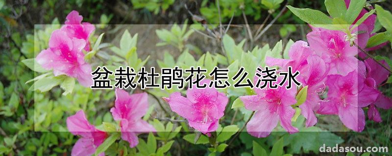 盆栽杜鹃花怎么浇水