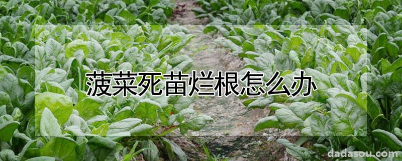 菠菜死苗烂根怎么办