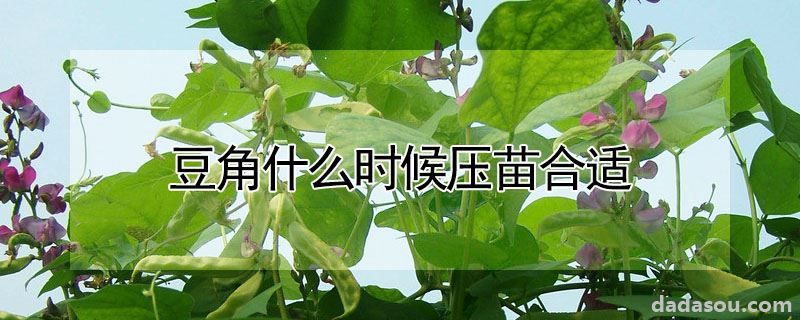 豆角什么时候压苗合适