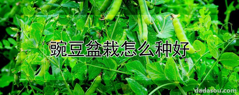 豌豆盆栽怎么种好