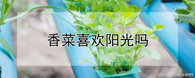 香菜喜欢阳光吗