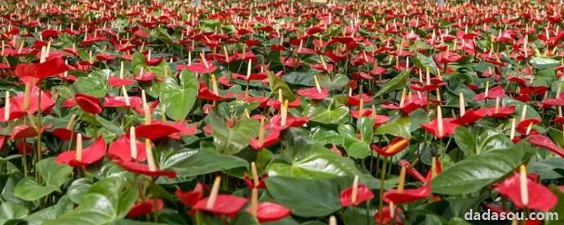 花卉红掌的<a href=https://www.dadasou.com/ny/yangzhi/ target=_blank class=infotextkey>养殖</a>方法和注意事项,适合放在室内养吗