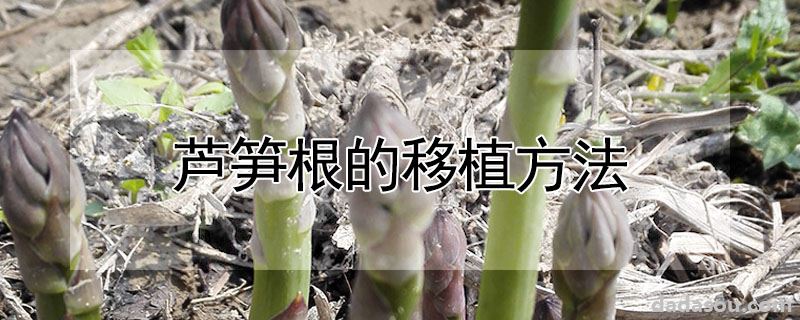 芦笋根的移植方法