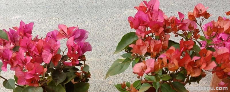 花卉三角梅的<a href=https://www.dadasou.com/ny/zhongzhi/ target=_blank class=infotextkey>种植</a>方法,有哪些品种