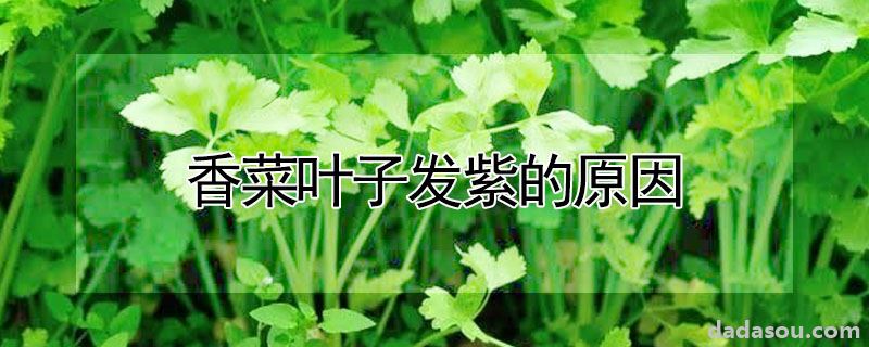 香菜叶子发紫的原因