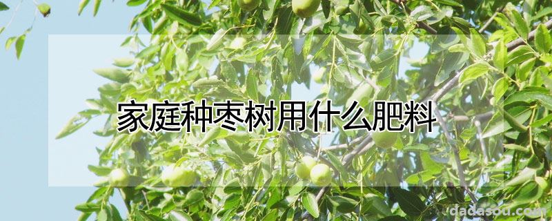 家庭种枣树用什么肥料