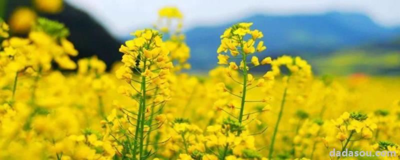 油菜杂交制种<a href=https://www.dadasou.com/news/142649.html target=_blank class=infotextkey>技术</a>,附病虫害综合防治