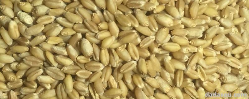 小麦种子可以在水里泡多久,泡水多久能种