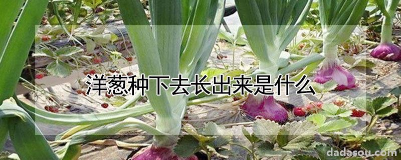 洋葱种下去长出来是什么