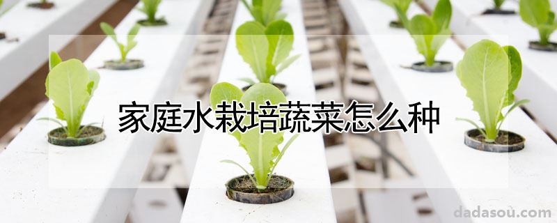 家庭水栽培蔬菜怎么种